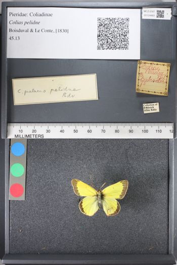 Media type: image;   Entomology 124483